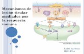 Mecanismos de lesión tisular mediados por la respuesta inmune · Pérdida de la función (functio laesa). Inflamación Murphy: Inmunobiología de Janeway. 2009. ... Mecanismo efector