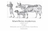 Mamíferos modernos - Aragosaurus 2015-16...(Loxodonta y Elephas) Adaptaciones de los miembros a soportar un gran peso Phosphatherium descrito en el Eoceno inferior del norte de Marruecos.