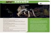 © Jaime Rojo/Naturalia A.C. LOBO MEXICANOd2ouvy59p0dg6k.cloudfront.net/downloads/gaceta... · El lobo mexicano (Canis lupus baileyi) es la subes-pecie de lobo gris de menor tamaño