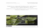 Salpichroa weigendii (Solanaceae), una nueva especie de la … · 2019-02-25 · Leiva et al. Salpichroa eingendii Solanaceae una nueva especie de Huánuco, Per 24 1 Enero Junio,