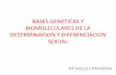 BASES GENETICAS Y BIOMOLECULARES DE LA DETERMINACION … · sertoli y con ello el desarrollo del sexo somatico sf1. sox9 •sox9 es capaz de mimetizar la accion delsry •inhibe la