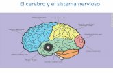 El cerebro y el sistema nervioso - WordPress.com...SUSTANCIAS GRIS Y BLANCA • LA CORTEZA CEREBRAL- formada por una sustancia gris (los somas de las neuronas) S. BLANCA.-la porción