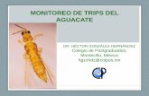 MONITOREO DE TRIPS DEL AGUACATEcesix.inifap.gob.mx/frutalestropicales/biblioteca/manejo/... · 2014-08-03 · Las poblaciones de trips en huertos de aguacate Hass en Michoacán generalmente