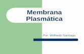 Membrana Plasmática€¦ · Continuación… – Es de gran importancia para los organismos, por que a través de la mebrana plasmática se transmiten mensajes que permiten a las