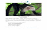 Mono carablanca 052613 - Stanford Universityinogo.stanford.edu/sites/default/files/Mono_carablanca_052613.pdf · Algunas de las especies que se alimentan de monos carablanca son los