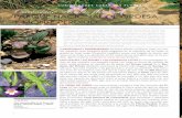 Curiosidades sobre las flores del Parque Nacional de Ordesa y Monte … · 2009-05-26 · Title: Curiosidades sobre las flores del Parque Nacional de Ordesa y Monte Perdido Author: