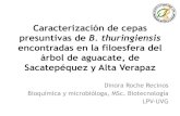 Caracterización de cepas presuntivas de B. thuringiensisagromip.com.gt/ponencias /CONFERENCIAS SALON PLATA...– Tinción de plata – Comparación perfiles Roche, D. 2008. Caracterización