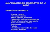 MALFORMACIONES CONGÉNITAS DE LA MAMA · 2014-02-26 · Calcificaciones relacionadas con el epitelio Hiperplasia leve de tipo habitual . LESIONES BENIGNAS DE LA MAMA LESIONES PROLIFERATIVAS