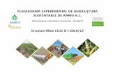 PLATAFORMA EXPERIMENTAL DE AGRICULTURA SUSTENTABLE DE …aarfs.org/wp-content/uploads/2017/03/PEAS... · Doble Hilera Hilera Sencilla 14.7 13.3 Rendimiento /ha. Tons./ha. 10 20 30
