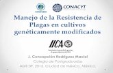 Manejo de la Resistencia de Plagas en cultivos ... · comerciales de insecticidas a base de bt. • La resistencia fue autosómica y altamente recesiva a la proteína Cry1F • Efecto