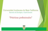 Universidad Autónoma de Baja California · 2020-01-29 · SELLO DE LIBERACIÓN PRACTICAS PROFESIONALES Horas realizadas: 260 HORAS LICENCIADO EN GASTRONOMIA ESCUELA DE ENOLOGIA Y
