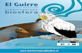 cuaderno didáctico - Fuerteventuragestion.cabildofuer.es/fuerteventurabiosfera/assets/...El Guirre es un ave de gran tamaño, con casi 1,65 metros de envergadura, una altura de 70