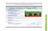 ANÁLISIS DE RIESGO DE PLAGAS (ARP) PARA LA ...langif.uaslp.mx/documentos/informe_2009/Producto_3/03-03...nematodos, bacterias, virus, malezas, etc.), reportadas en distintas fuentes