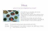 CLASE 15 Virus sin imágenes pesadas - UNAMdepa.fquim.unam.mx/amyd//archivero/15_Virus_27432.pdf · terapias antivirales para su tratamiento. Virus envuelto de ARN monocatenario icosaédrico.