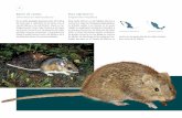 Ratón de campo Rata algodonera - ceape.edomex.gob.mxceape.edomex.gob.mx/sites/ceape.edomex.gob.mx/files/Atlas-flora-y... · Constituyen uno de los grupos de mamíferos más antiguos.