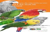 Guía de Identificación de PSITÁCIDOS · Oficial Mexicana NOM-059 sobre especies en riesgo incluirá a Amazona autumnalis, clasificán-dola como amenazada, siendo la única especie