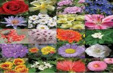 140 · Las flores no son los fósiles más abundantes de este grupo de plantas. Más cuantiosa es la evidencia de hojas y granos de polen, aunque también pueden hallarse madera,