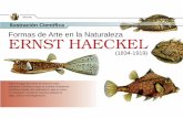 Formas de Arte en la Naturaleza ERNST HAECKEL · teorías y observaciones. Haeckel fue micrógrafo y su aparición como investigador independiente la hizo con su monumental trabajo