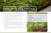 ALMENDROS - Vivero Productoraviveroproductora.com.ar/.../2018/PDF/pdf-vivero-productora-ALMEND… · comercial de nuevas variedades de almendros de ˜oración extra tardía y auto