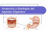 Tema 3: Anatomía y fisiología del Aparato Digestivo€¦ · Absorción: intestino delgado Paso de sustancias desde el tubo digestivo hacia la sangre y la linfa. Diariamente se absorben