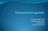 Prof. Dr. Salih KUK Erciyes Üniversitesidrkuk.net/download/ders_notlar/05-T.gondii-B.coli-S.KUK_.pdf · Psikomotor ve mental retardasyon, Trombositopeni ve anemiye bağlı kanamalar,