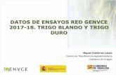 DATOS DE ENSAYOS RED GENVCE 2017-18. TRIGO ...Grupo para la Evaluación de Nuevas Variedades de Cultivos Extensivos en España OBJETIVO.Ofrecer al sector cerealista información precisa