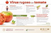 Virus rugosodel tomate€¦ · Virus rugosodeltomate Diseminación • Contacto directo de una planta con otra • Prácticas comunes de cultivos • Agua circulante (cultivos de