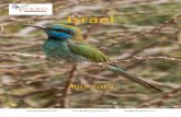 Israelbirdingicaro.com/uploads/7785b1faa178256edd9b757c1efd10e... · 2019-05-08 · todas las aves que ha bían en su jardín, alcaudón común, currucas capirotadas, suimanga palestino,
