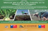 Manual del Cultivo de Cebolla en la Región de O'Higginsproyecto-cebolla.cl/wp-content/uploads/2017/05/Portada-y-contenidos.pdfManual del Cultivo de Cebolla en la Región de O'Higgins