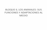 BLOQUE 6. LOS ANIMALES: SUS FUNCIONES Y ADAPTACIONES AL MEDIO - Toledo - Instituto de ...iesalfonsox.es/wp-content/uploads/2015/09/BLOQUE-6.-LOS... · 2017-01-25 · limpieza de la