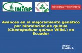Avances en el mejoramiento genético por hibridación de quinua · 2018-07-06 · Objetivos de mejoramiento genético de quinua Carácter Parámetros Altura de planta 120-150 cm Ciclo