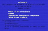 GENOMA Set completo de información genética codificado en …weblog.maimonides.edu/biologia/archives/clase 2 (1).pdf · 2013-09-24 · en ácidos nucléicos (ADN o ARN). *ADN de