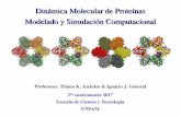 Dinámica Molecular de Proteínas Modelado y Simulación Computacional · 2018-08-28 · Modelado y Simulación Computacional Profesores: Eliana K. Asciutto & Ignacio J. General 2do