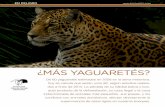 ¿MÁS YAGUARETÉS?argentinambiental.com/wp-content/uploads/pdf/AA62... · dos a fines de 2014. La pérdida de su hábitat (selva y bos-que) producto de la deforestación, su caza