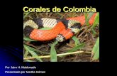 Por Jairo H. Maldonado Presentado por Martha Gómez · Leptomicrurus y Micrurus[1] en Colombia con un mínimo de 28[2] especies. Estas serpientes no son agresivas pero si, las más