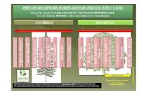 PRINCIPALES ESPECIES FORESTALES PARA INICIAR NUEVO CICLObasoa.org/dmdocuments/Principales_Especies_Fore... · Eucalipto (Eucalyptus ... Tinta, Chancro y Avispilla del Castaño Otras