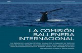 LA COMISIÓN BALLENERA INTERNACIONALargentinambiental.com/wp-content/uploads/pdf/AA63-24-Comision_B… · Se debe considerar que el aceite de ballena era en esa época indispensable