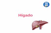 Hígado - Clases Particulares 092686953 · Situado debajo del diafragma, por encima del duodeno y por delante del estómago. Le llega sangre por 2 vías: Arteria hepática Vena porta