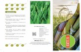 agrolatina.esagrolatina.es/wp-content/uploads/2015/05/herbicida-ertus...Recomendado para control de maleza en arroz, caña de azúcar y pasto. Su acción se manifiesta a la semana