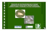 Desarrollo de micoinsecticidas para el manejo integrado de ...Desarrollo de micoinsecticidas para el manejo integrado de la mosca blanca (Bemisia tabaci) en cultivos frutales yhortícolas,