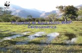 Programa de Agua Dulce-WWF- Centroaméricaawsassets.panda.org/downloads/centro_america.pdf · • Contaminación de las aguas costeras: ... • En la cuenca alta de la reserva de