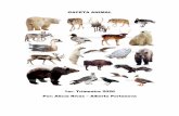 GACETA ANIMAL - Clases con Alicia - Homeclasesconalicia.com/uploads/1/3/0/0/130093011/gaceta_animal._1er... · Alimentación: Ratones, insectos y aves ... que, estos animales tienen