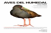 Aves del Humedal - ifd2-nqn.infd.edu.ar€¦ · Las aves, son importantes porque ayudan en la dispersión de semillas y a la polinización de las plantas; controlan plagas y cumplen