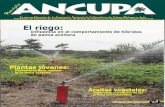 El riegorepositorio.iniap.gob.ec/bitstream/41000/5060/1/INIAPEEPR2006n4v1p13.pdf · El presente trabajo se realizó en la Hcda. Costa Rica del cantón Santo Domingo, durante el año