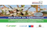 BOTRYTIS EN ARÁNDANOS - fdf.cl€¦ · El presente proyecto tiene como objetivo validar la metodología que se utiliza en el manejo y control de Botrytis cinerea en uva de mesa en
