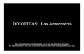 BRIOFITAS: Los Antocerotesbotanicarum.weebly.com/.../078_antocerotes_2013.pdf · • ¿Por qué en esta foto de tétradas la mayoría de ellas parece constar de tres en lugar de cuatro