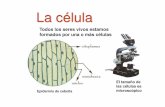 La Célula I · La célula La célula es “lo más pequeño que tiene vida propia”, ya que es capaz, por sí misma, de nutrirse, relacionarse y reproducirse. Este protozoo es un
