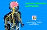Sistema Nervioso Autónomoanatomiahumana3d.com/wp-content/uploads/2018/10/SNA.pdf · El sistema endocrino junto al SNA son los encargados de mantener la homeostasis. La diferencia