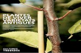 PLANTES DE VIVER VARIETATS ANTIGUES · PLANTES DE VIVER 2015 Presentació de les plantes Servim les plantes amb l’arrel nua i durant l’època tra-dicional de transplant. Ocasionalment