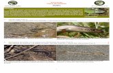 Squamata Clave de familias - Biodiversidad Virtual · Detalle de la pata posterior en el que se aprecian los dedos aplanados. Foto 17: Tarentola mauritanica (Salamanquesa común).